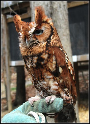 Screech_Owl_Pignoli_Wildlife_Center_Virginia