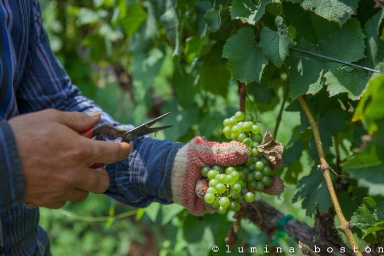 Picking_Chardonnay_grapes_Trump_Winery